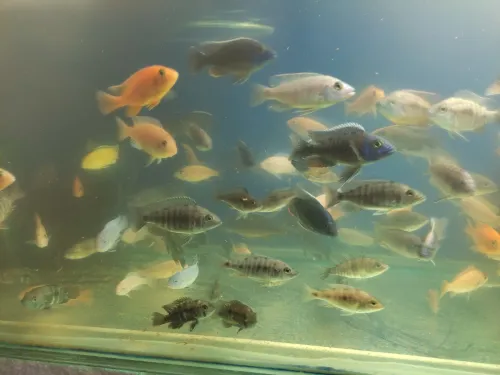 Vente poisson cichlide en gros 