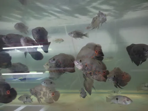 Vente poisson cichlide en gros 