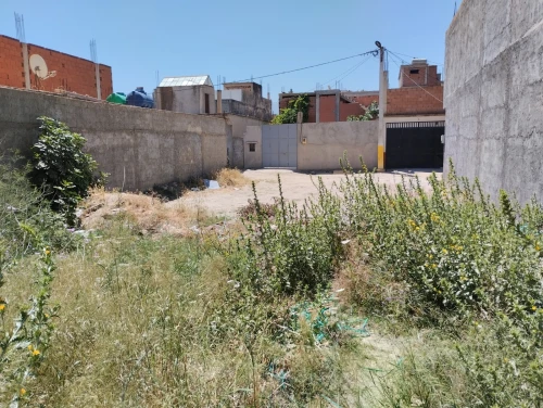 Vente Terrain Blida Boufarik