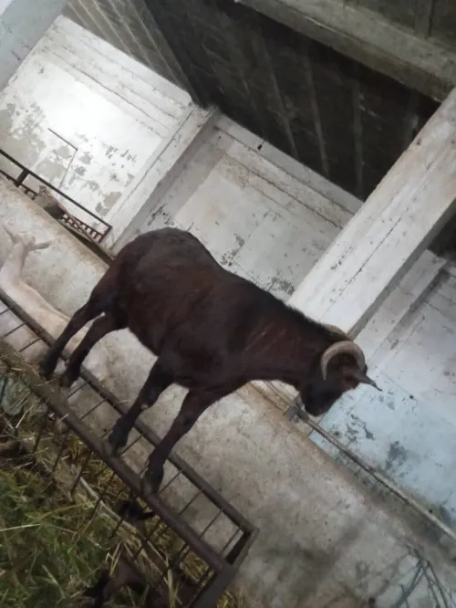 Bouc