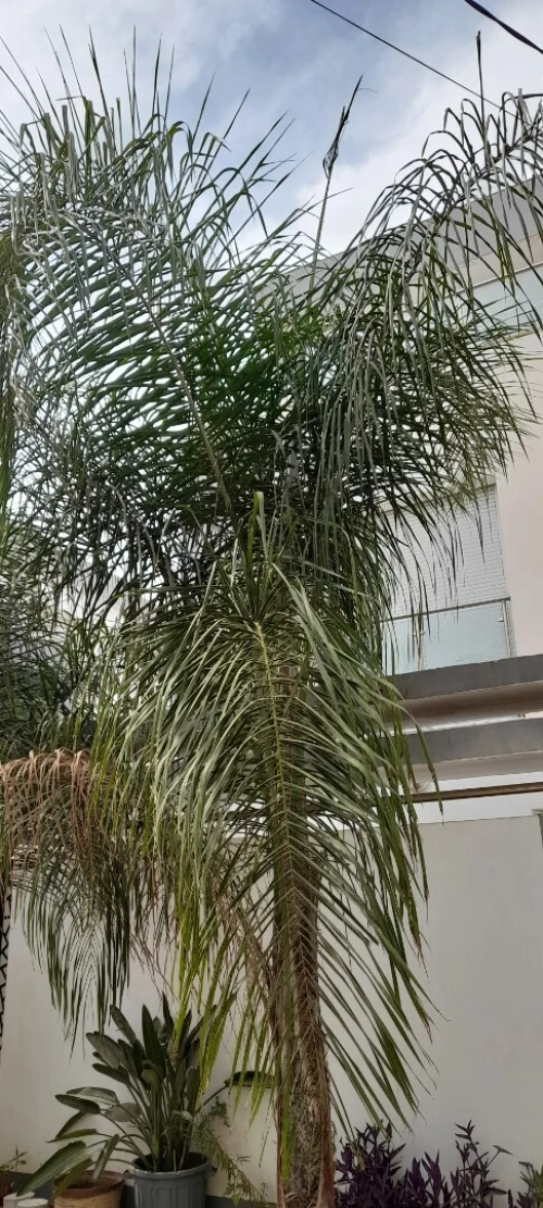 Vente Villa Blida Blida
