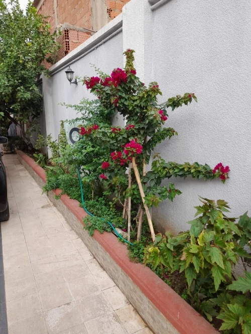 Vente Villa Blida Blida