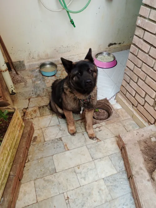 Chienne race Akita américain