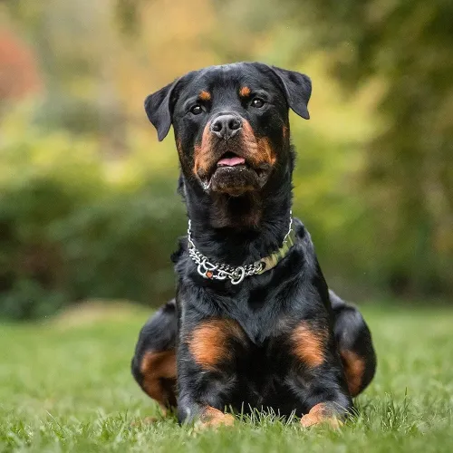Le  colliers pour chien de la marque HS (Herm. Sprenger) Collier d'éducation et de dressage a base d'acier inoxydable