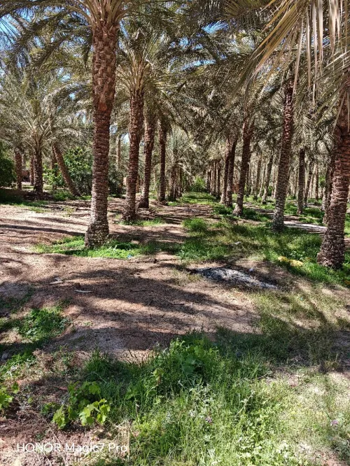 Vente Terrain Agricole Biskra El ghrous