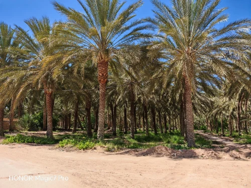 Vente Terrain Agricole Biskra El ghrous