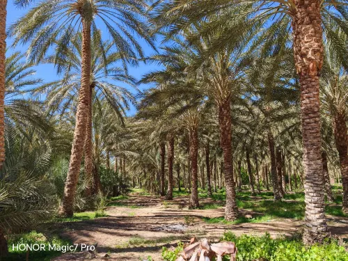 Vente Terrain Agricole Biskra El ghrous