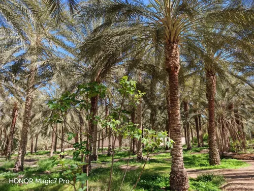 Vente Terrain Agricole Biskra El ghrous