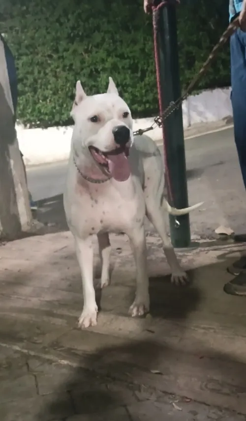 Femelle dog argentin 
