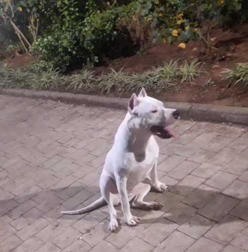 Femelle dog argentin 