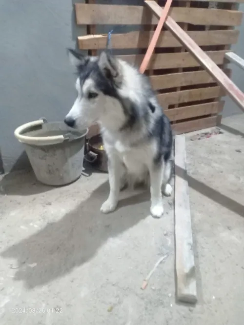 Chien hatsku