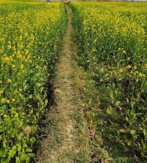 Vente Terrain Agricole Saïda Ouled khaled