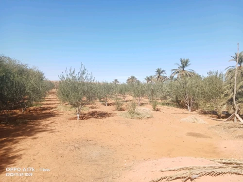 Vente Terrain Agricole Ghardaïa Zelfana