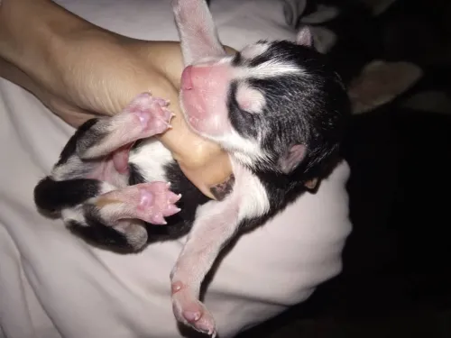 Des chiot