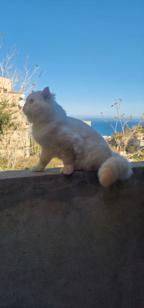 Chat Persan 
