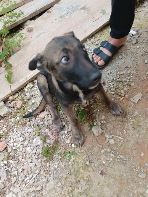 malinois mal
