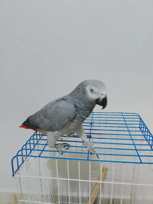 Piroki gaboni