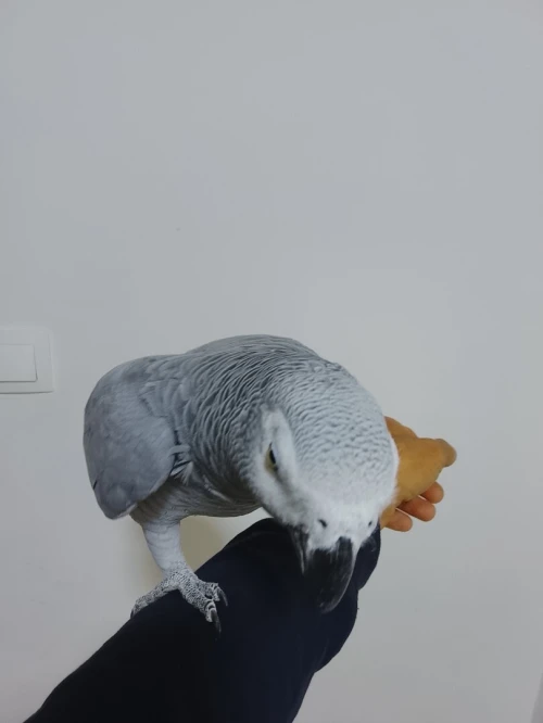 Piroki gaboni