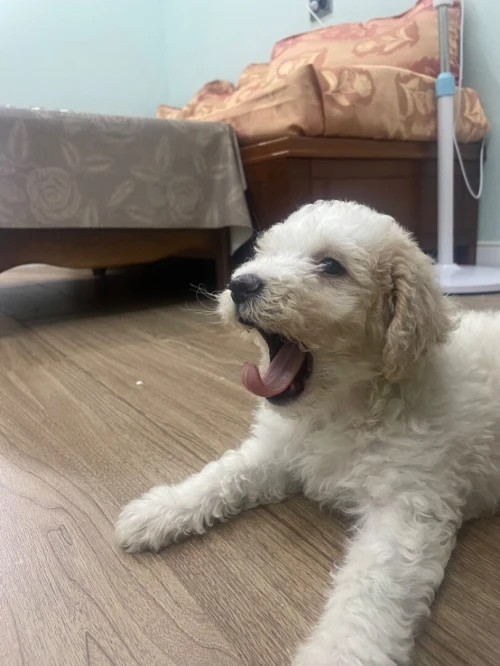 Caniche 2 mois