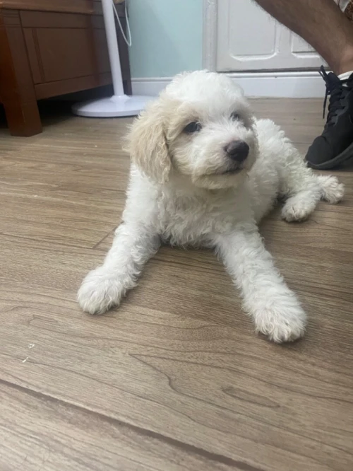 Caniche 2 mois