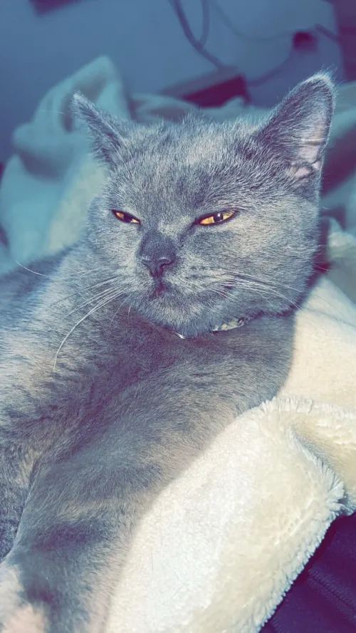 Chat british enceinte 