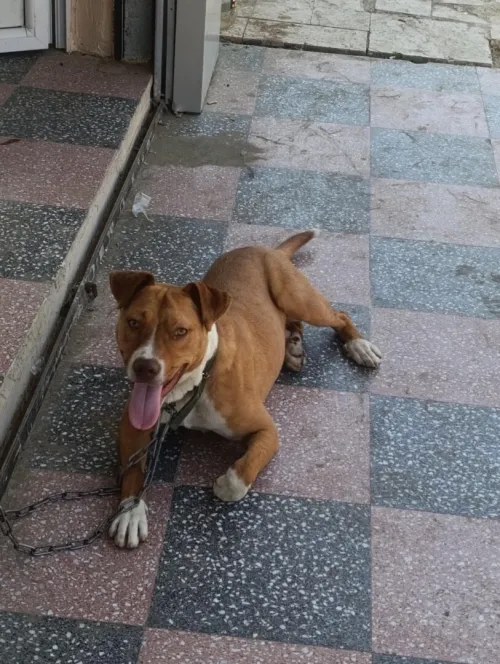 Pitbul red nose