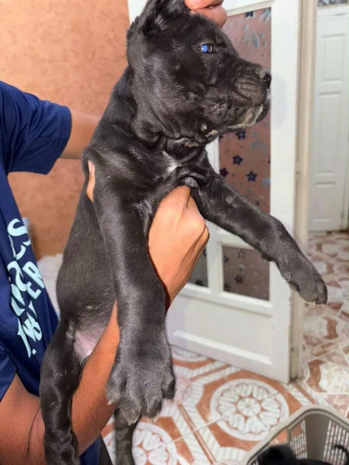 chiots cane corso 2 mois et demi
