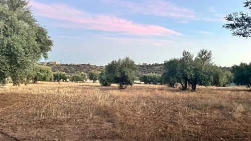 Vente Terrain Agricole Bouira Mchedallah