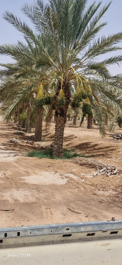 Vente Terrain Agricole Ouled Djellal Ouled Djellal
