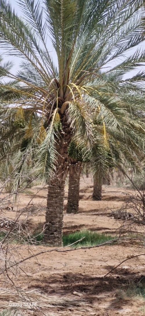 Vente Terrain Agricole Ouled Djellal Ouled Djellal