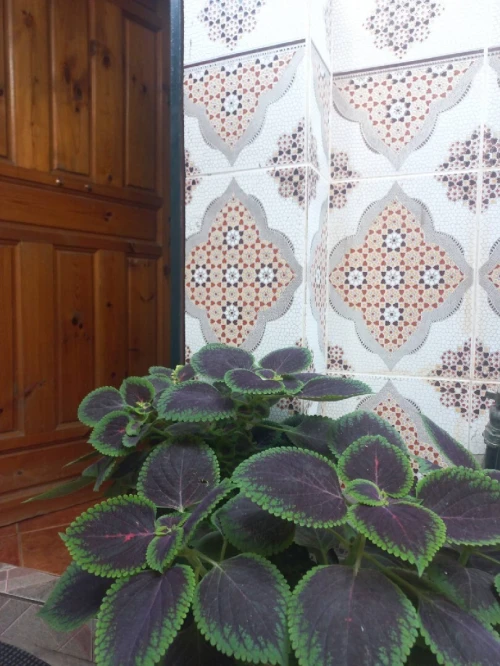 Location vacances Appartement Niveau de villa F2 Alger Alger centre