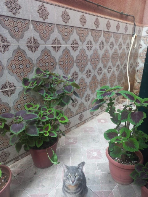 Location vacances Appartement Niveau de villa F2 Alger Alger centre