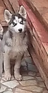 Chiots Husky