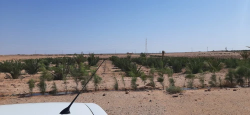 Vente Terrain Agricole Biskra Oumache