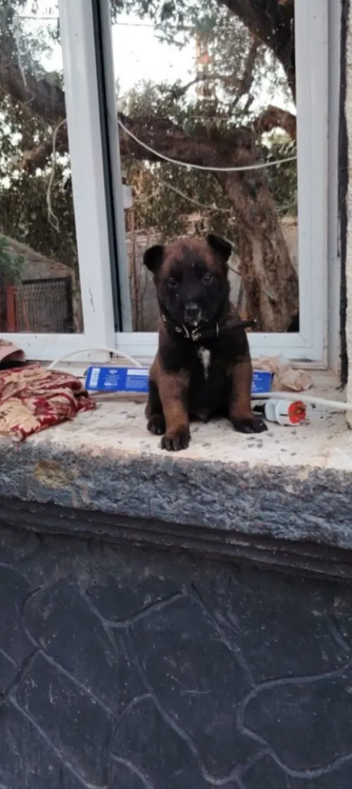 Malinoi