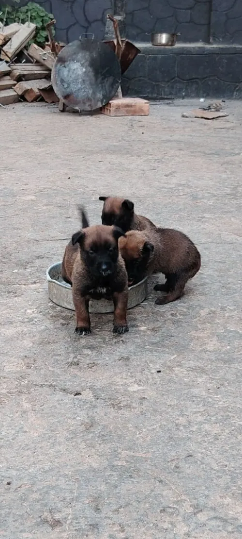 Malinoi