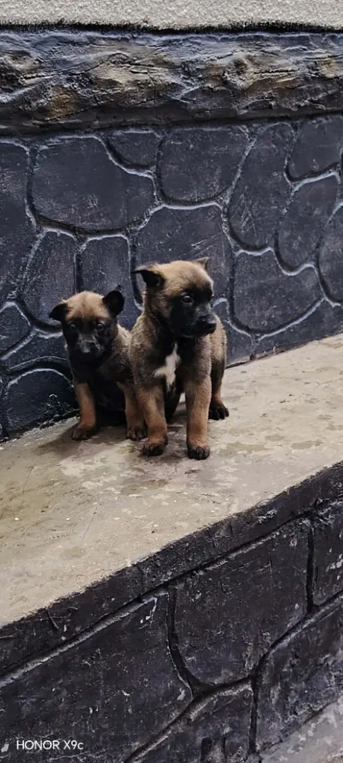 Malinoi