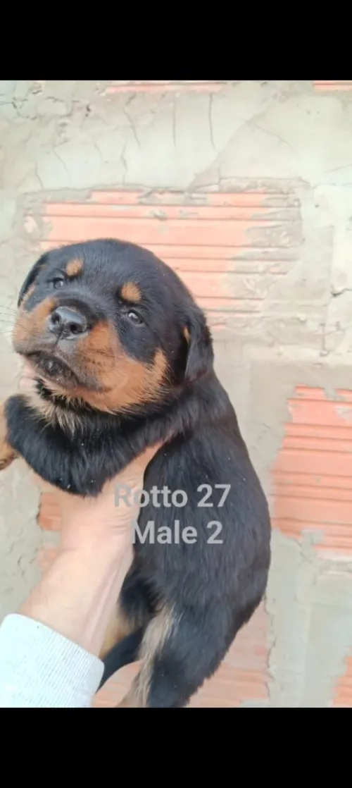 Chiot Rottweiler
