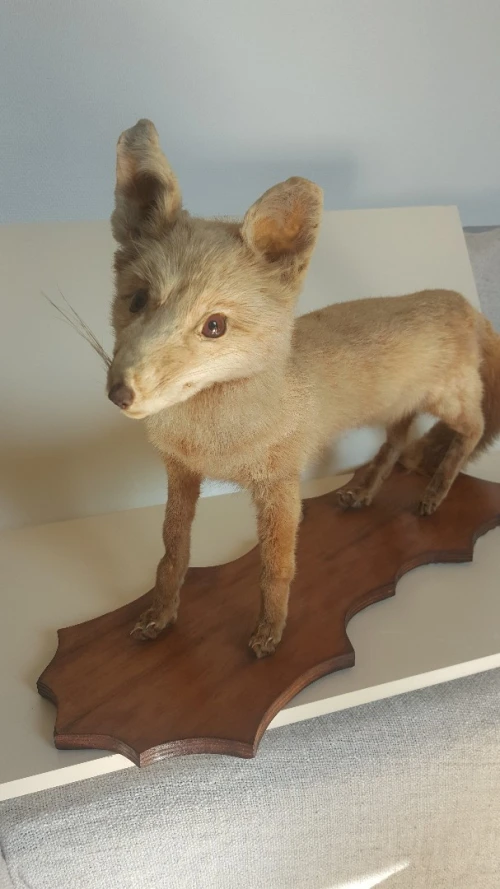 Cabinet de Curiosité, Renard taxidermie sur socle en bois, vintage des années 1950 LIQUIDATION