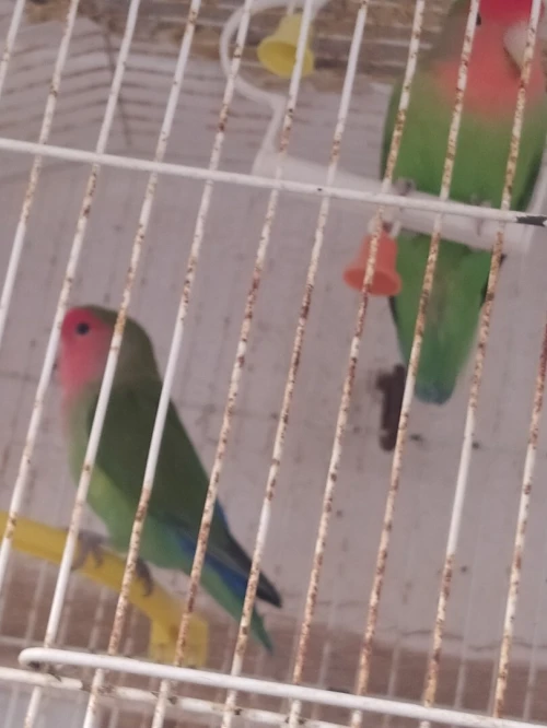 Inséparables avec grande cage 