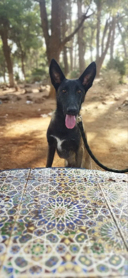 Malinois Masque noir