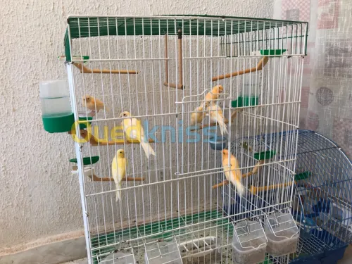 Oiseaux canaris