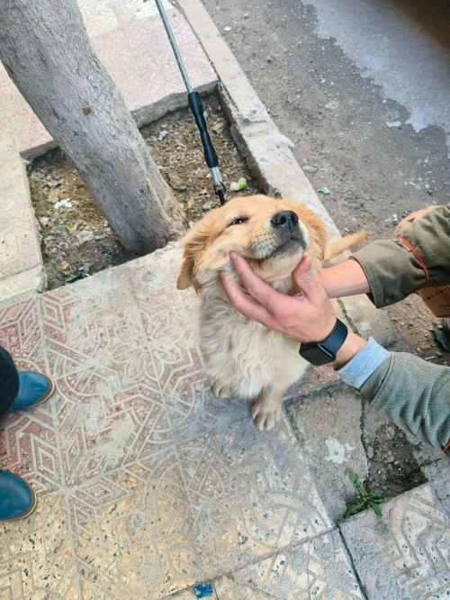 Golden Retriever  chien