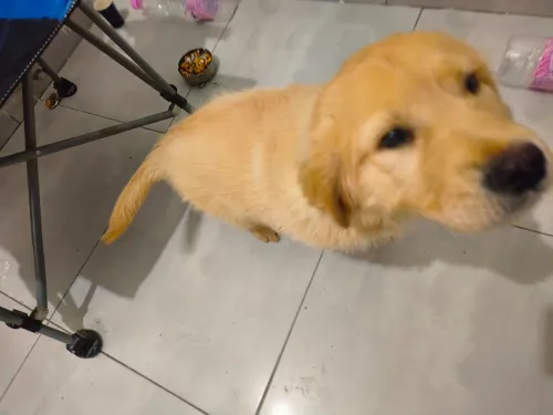 Golden Retriever  chien