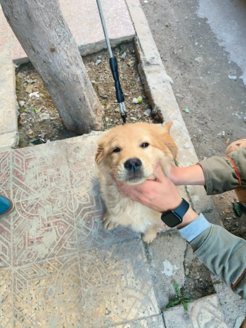Golden Retriever  chien