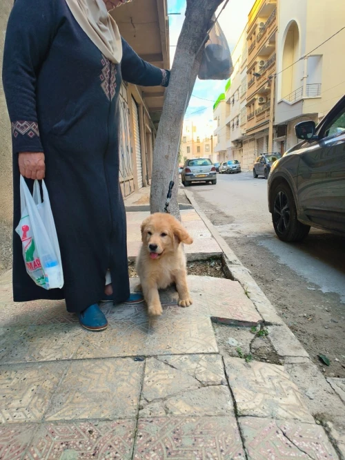 Golden Retriever  chien
