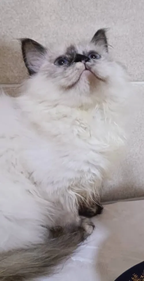 Chat de race persan chinchilla
