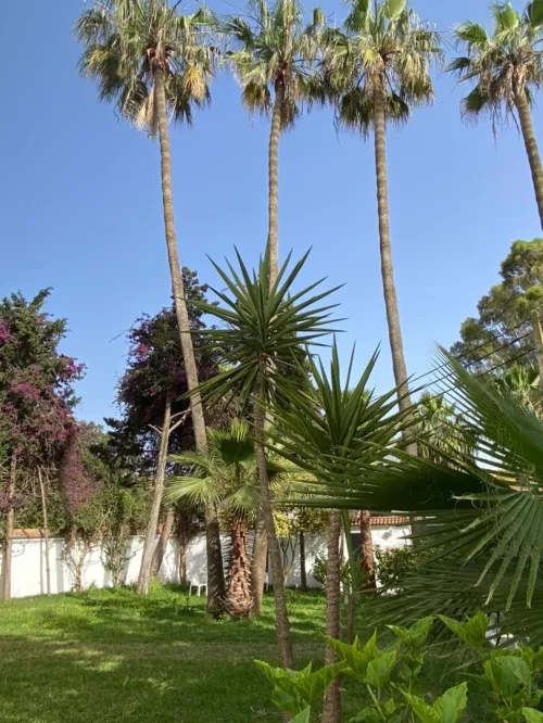 Cherche location Villa Alger Alger centre