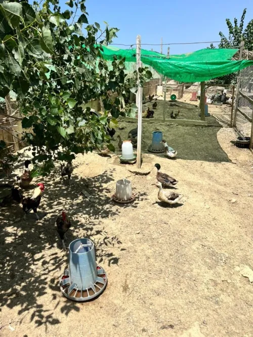 Vente Terrain Agricole Oran Ain el kerma