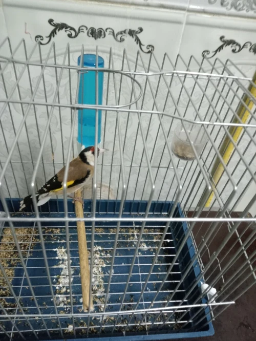 مقنين